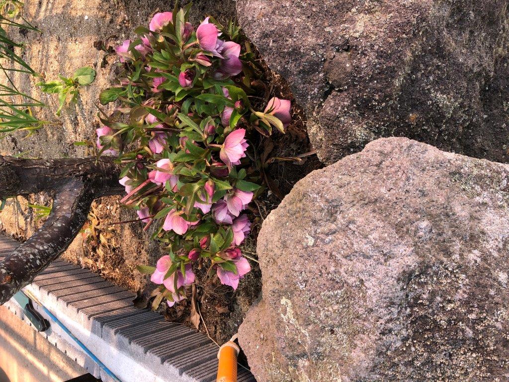 の画像